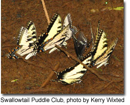 Swallowtail Puddle Club, photo by Kerry Wixted
