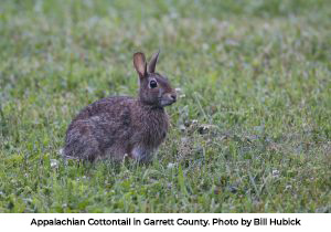 Appalachian Cottontail Photo by Bill Hubick