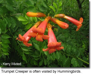 Trumpet Creeper is often visited by Hummingbirds