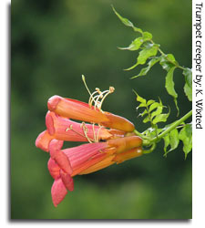 Trumpet creeper, photo by K Wixted