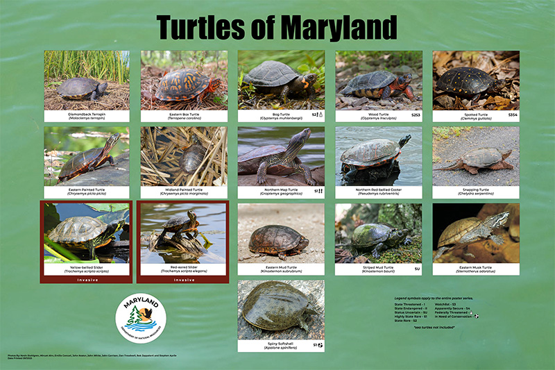 Click to download a copy of the turtle poster for printing. It has all the turtles of Maryland pictured on it.