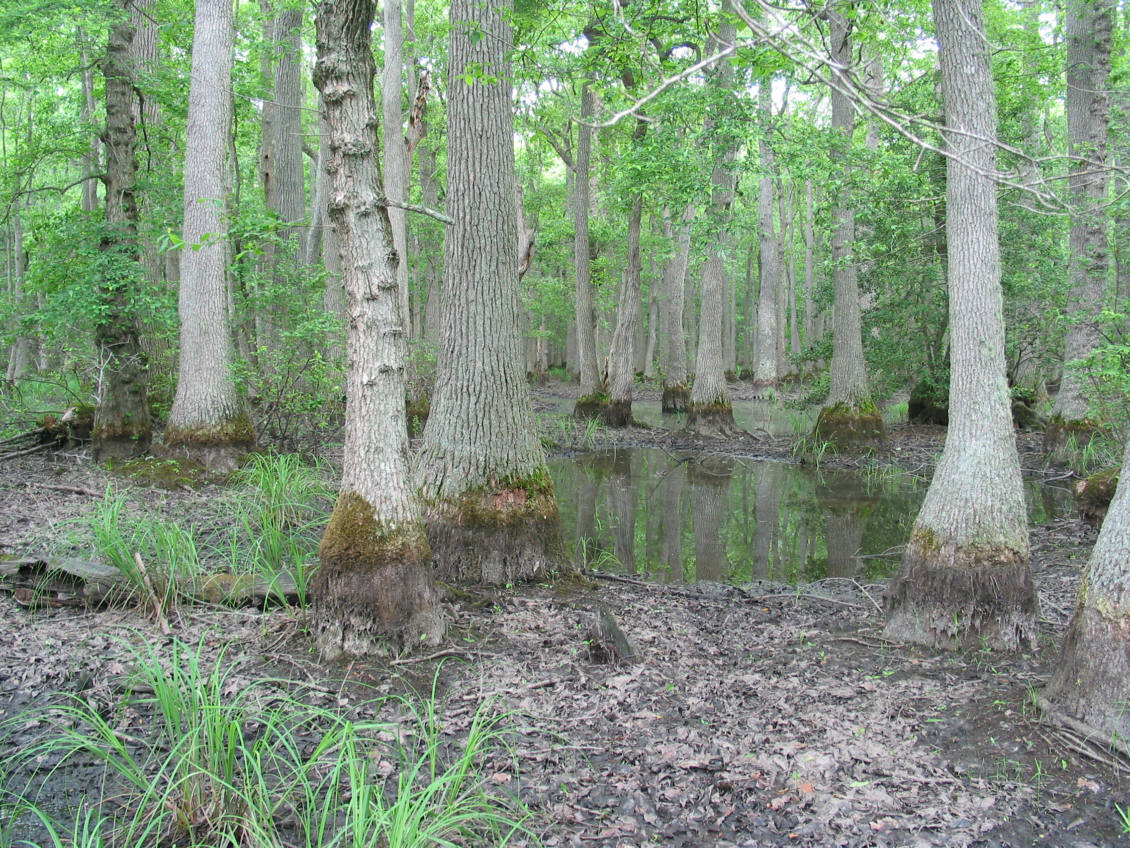 Upland Depression Swamp
