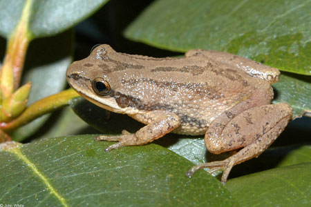  Photo of Upland Chorus Frog courtesy of John White