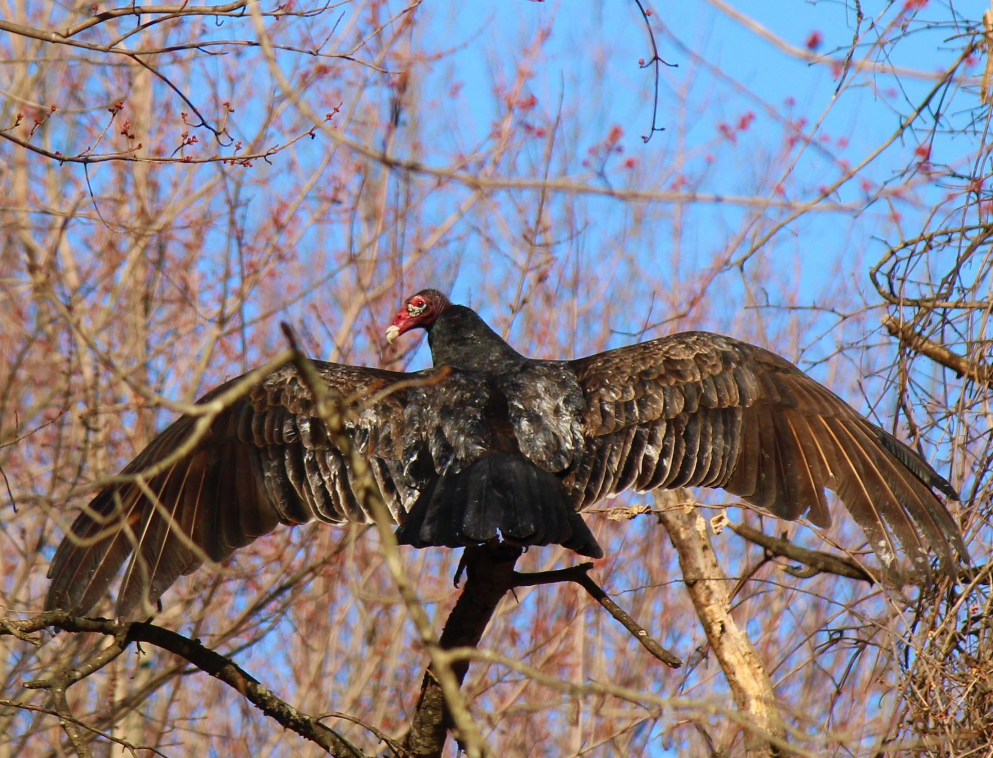 Turkey vulture with wings spread. Photo by Julio Barrera-Oro