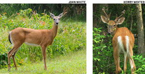 WT-Deer_DoeandBuck.jpgDoe (left) by John White and a buck with velvet antlers (right), by Kerry Wixted