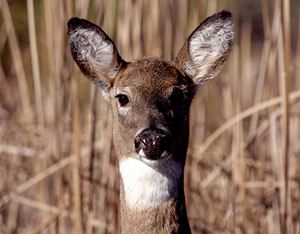 White-tailed Deer photo courtesy of John Gambriel