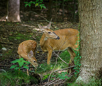 White-tailed Deer fawn and doe, photo by James Corbett