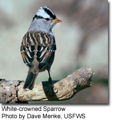 White-crowned Sparrow, photo by Dave Menke, USFWS