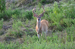 White-tailed Buck, photo by Matthew Doged