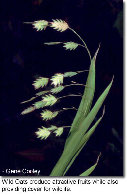 Wild Oats produce attractive fruits while also providing cover for wildlife. Photo by Gene Cooley