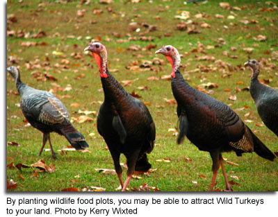By planting wildlife food plots, then you may be able to attract Wild Turkeys to your land. Photo by Kerry Wixted