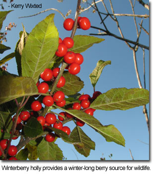 Winterberry holly provides a winter-long berry source for wildlife