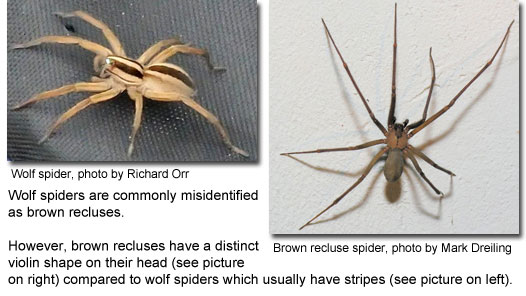 Common Spiders Of Maryland Marylands Wild Acres 2022