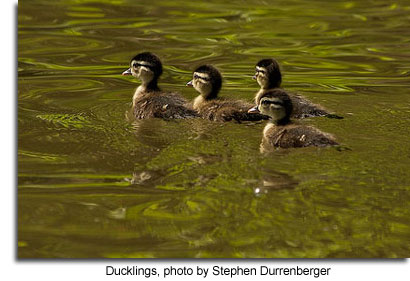 Wood Duck Identification, All About Birds, Cornell Lab of Ornithology