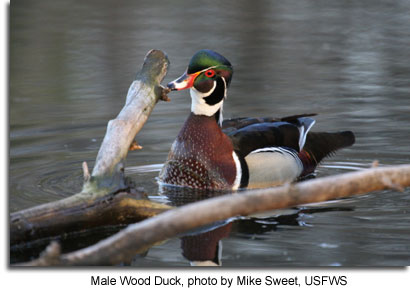 Male Wood Duck, photo by Mike Sweet, USFWS