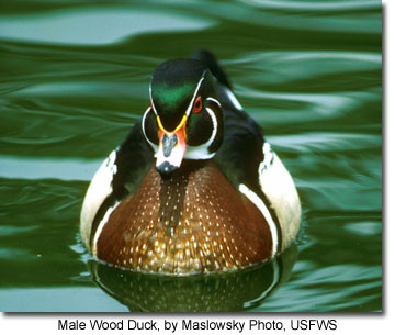 Male Wood Duck, by Maslowsky Photo, USFWS
