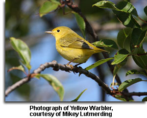 YellowWarbler_MikeyLutmerding.jpg