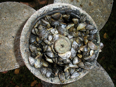 Zebra Mussels covering a propeller by the Government of Alberta