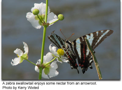 A zebra swallowtail enjoys some nectar from an arrowroot by: Kerry Wixted