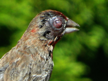 Avian Conjunctivitis photo by Terry Gray