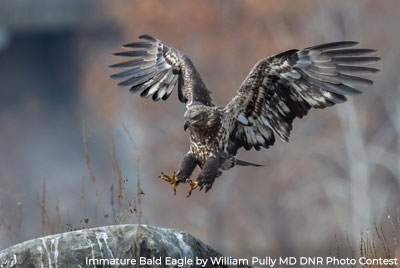  Immature Bald Eagle by William Pully MD DNR Photo Contest