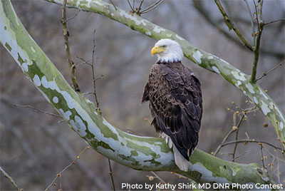 Bald Eagle - Photo by Kathy Shirk