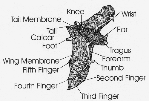 Illustration showing detailed anatomy of a bat
