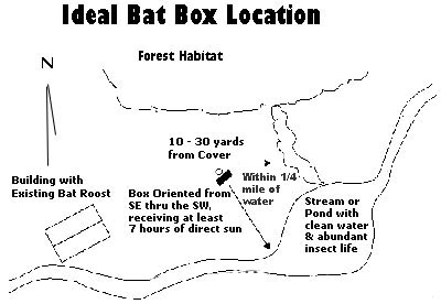 Graphic illustration of ideal bat box location