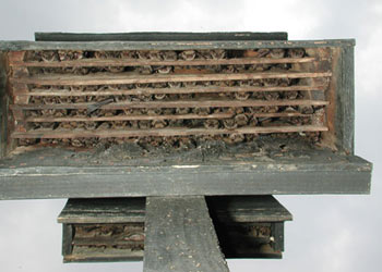Photo of Large Bat Nursery Box, filled with small bats