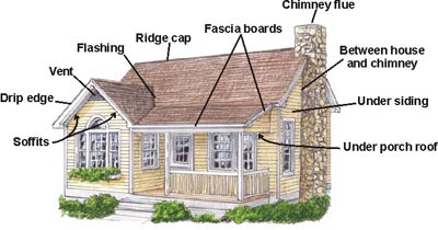 Illustration of home showing areas where bats could possible enter home