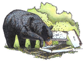 Illustration of Black Bear destorying beehive, courtesy of Wade Henry