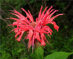 Bee Balm,  photo courtesy of Kerry Wixted