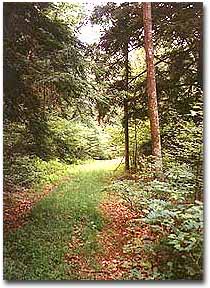 Photo of tree-lined pathway on Belle Grove WMA