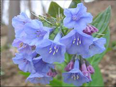 Virginia bluebells, photo courtesy of Kerry Wixted