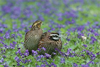Two Bobwhite quail in a field of violets