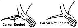 illustration of bat calcar both keeled and not keeled
