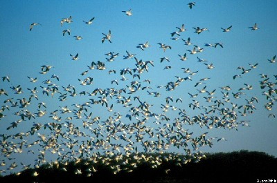 Photograph of Snow Geese in Flight Courtesy of John White