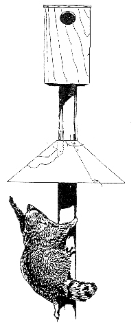 Illustration of raccoon attempting to get around a cone-shaped predator guard