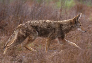 Coyote running through a field