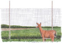 illustration of deer standing outside of tall fence