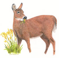 Illustration of Deer eating Lily by Wade Henry