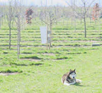 photograph of dog guarding an orchard