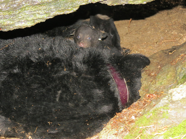 A sow and tagged cubs in a den in Frederick, MD.