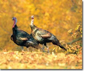 Eastern Turkey photo by Maslowski and the National Wild Turkey Federation
