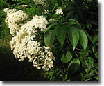 photo of Elderberry by Kerry Wixted