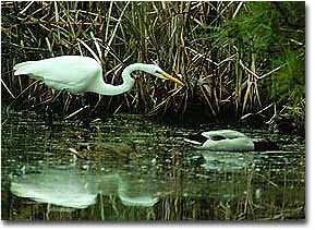 An egret and a mallard drake feeding along the grassy shoreline