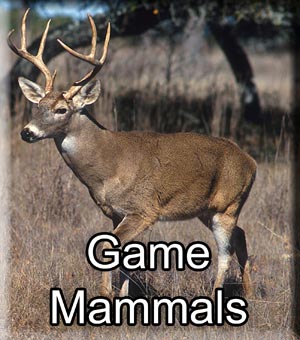 Game Mammals