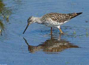 Color photograph of Greater Yellowlegs feeding in shallow water