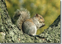 Photograph of Grey Squirrel in tree courtesy of USFWS 