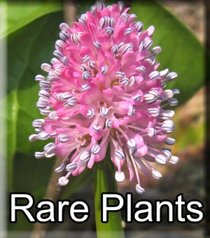 Rare Plants